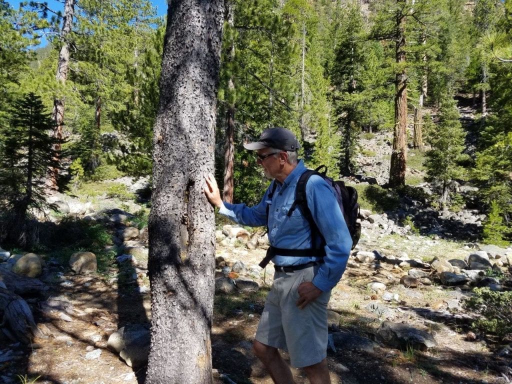 Hiker inspecting blaze
