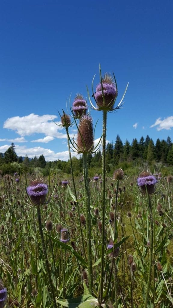 Teasel -- Wanted Dead