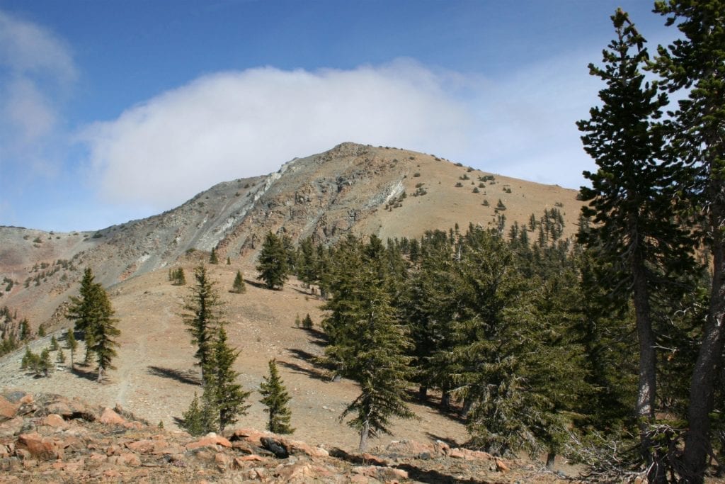 hikemtshasta.com -- foxtails pines on Mt. Eddy